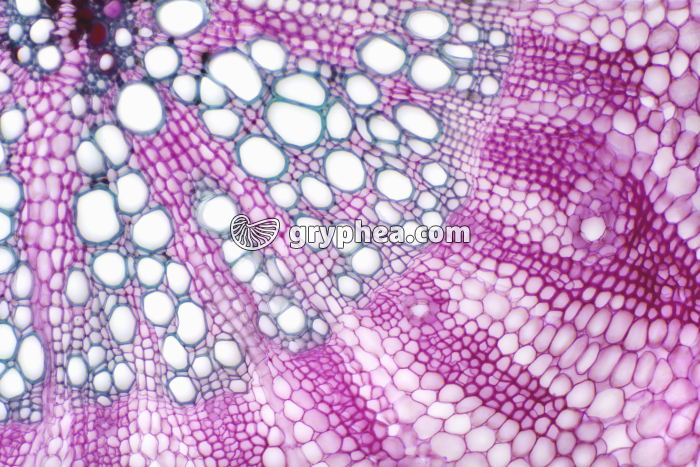 Racine d'Angélique (dicotylédone) - détail CT x40 - gryphea.com